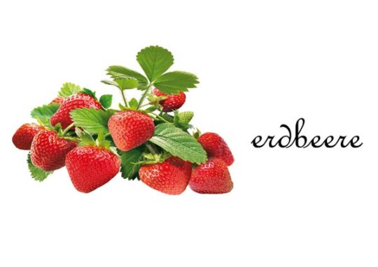erdbeere